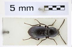 Foto (Dorsalansicht) von Selatosomus mirus (Gurjeva, 1972) (NHMW-ZOO-COL-0008391)